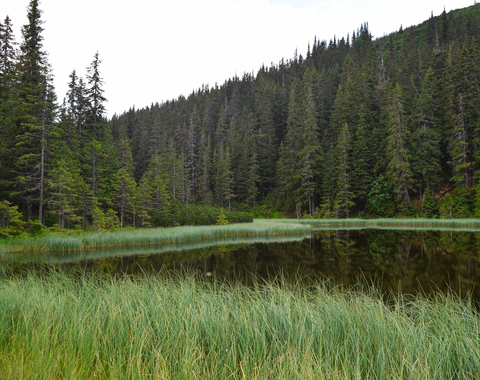Forest ecosystem from Unsplash