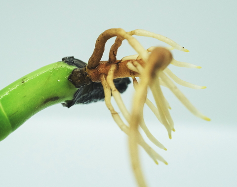 Root tip from Unsplash