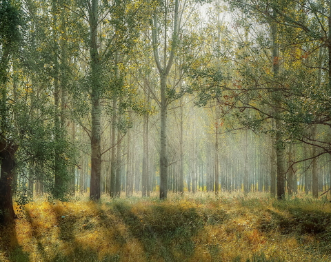 Forest ecosystem from Pixabay