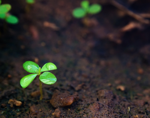 Soil image by Manikandan Annamalai via Unsplash