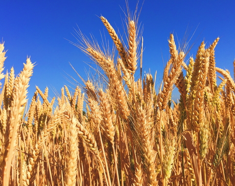 Wheat photography by Melissa Askew via Unsplash.