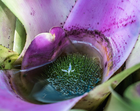 Bromeliad by Susie Burleson via Unsplash