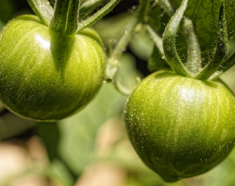 Tomatoes on the vine courtesy Pixabay. 
