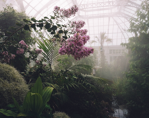 Plants in a misty greenhouse