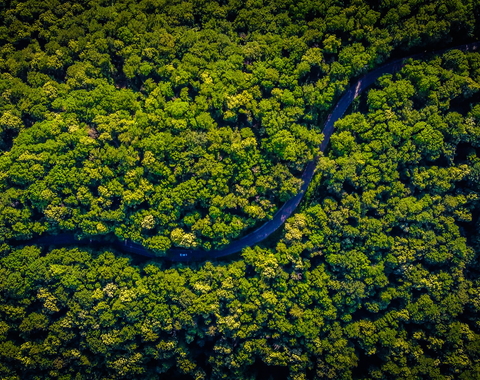 River winding through forest canopy courtesy of Unsplash