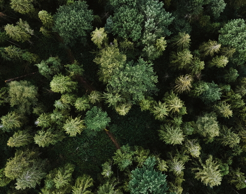 Overhead view of treetops