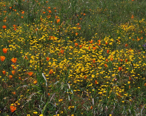 serpentine grassland 3750667144_09602a0d4d_o.jpg
