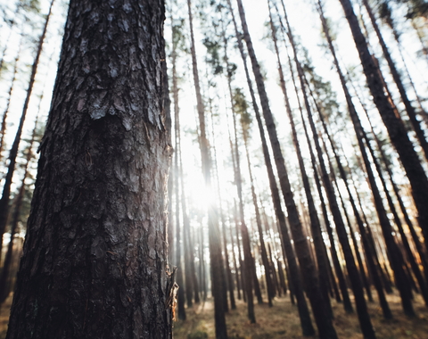  forests markus-spiske-G63__8sNskc-unsplash.jpg