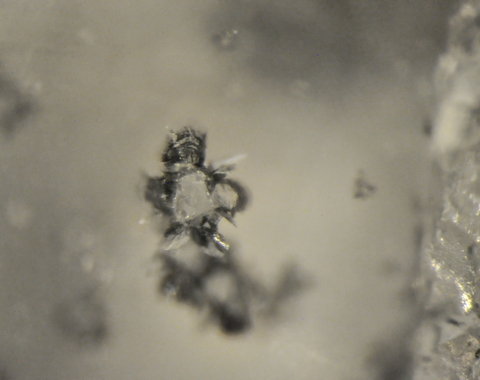 Ca-silicate inclusion inside a diamond from Kankan, Guinea. Photo credit: Margo Regier.