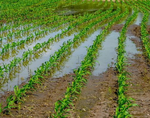 A flooded corn field