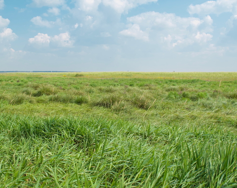 Grassland under clear skies