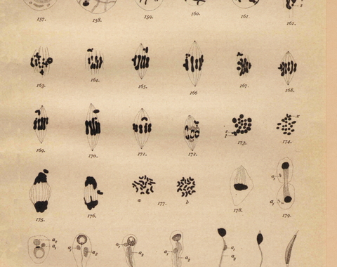 Plate XII from Nettie Stevens' Studies in Spermatogenesis