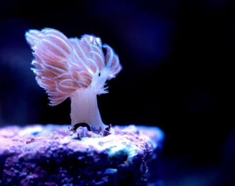 Xenia Coral Alone
