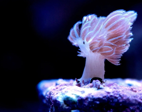 Dark background with an illuminated coral