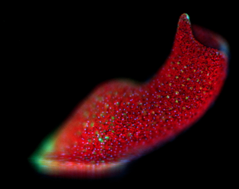 This acoel is a marine worm with symbiotic algae that is capable of regeneration. Fluorescence imaging shows the algal cells in red, and the acoel cells in blue and green. Courtesy Dania Nanes Sarfati