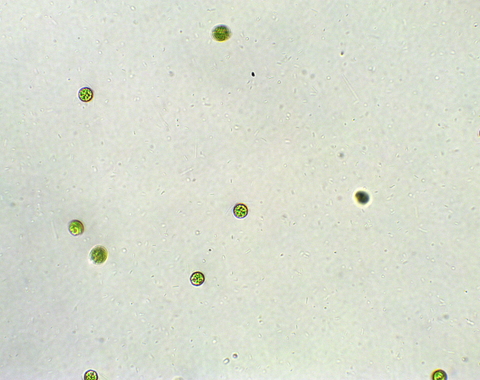 Chlamydomonas under the microscope