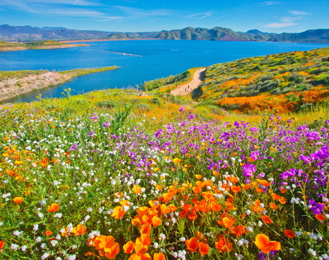 Wildflowers in California