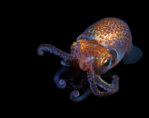 Hawaiian bobtail squid