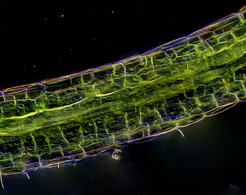 Photosynthetic cells under a microscope