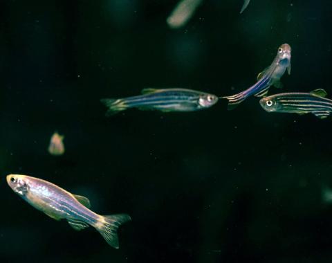 Zebrafish