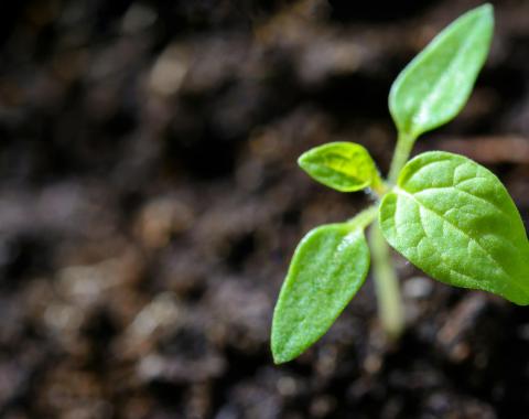 Soil with plant growing