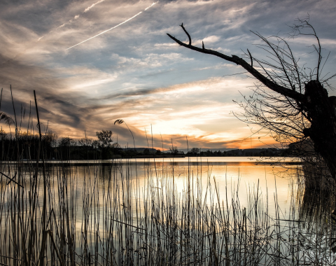 Lake, Grass, Sunset image