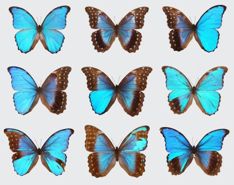 A collection of blue morpho butterflies courtesy of Nipam Patel