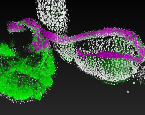  Lactobacillus, a beneficial bacterial species (magenta), attaches to specific regions (green) of the fruit fly gastrointestinal tract (white). Image is courtesy of Ren Dodge/Carnegie Science.