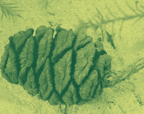 Sequoia Cone in green