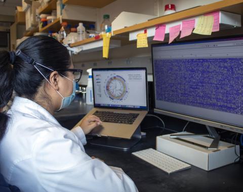 Karina Gutierrez Garcia at work in the Ludington Lab at Carnegie Science