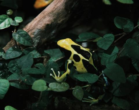 Poison Dart Frog