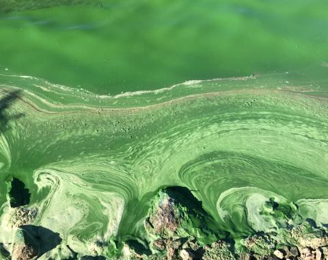 Algal Bloom