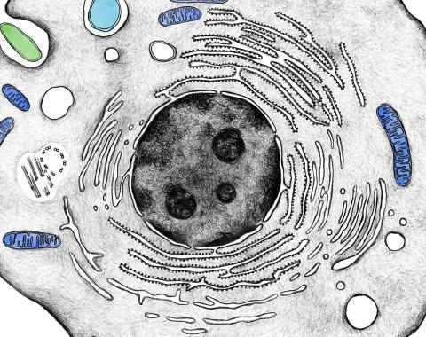 Cell drawing