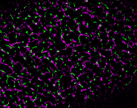 Nanoclusters