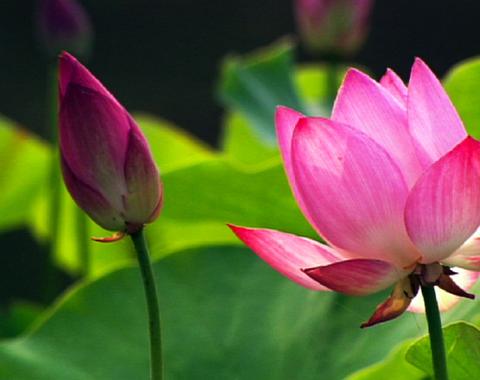 flowering plants