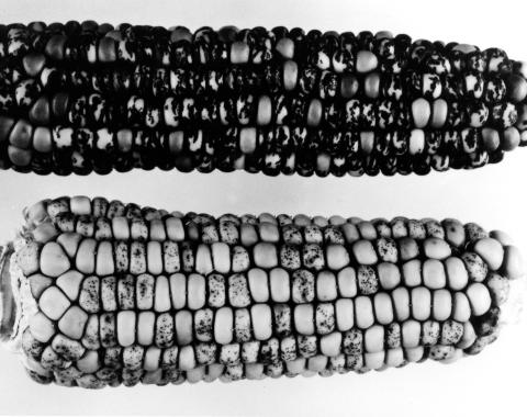 Two ears of corn studied by Barbara McClintock
