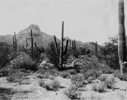 Scrubby desert landscape with cactus in the Sonoran Desert, 16 miles northwest of the Desert Laboratory