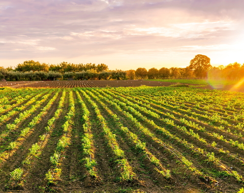 Sun rises over a farm with neat rows of crops