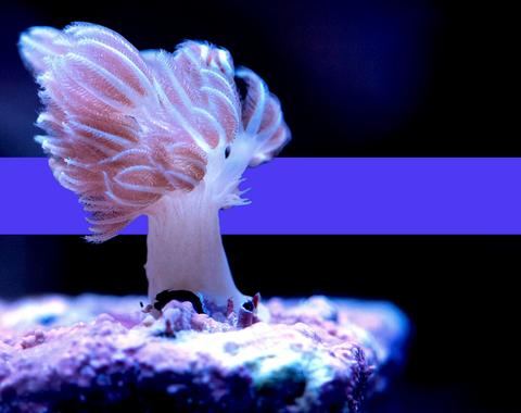 purple coral with color