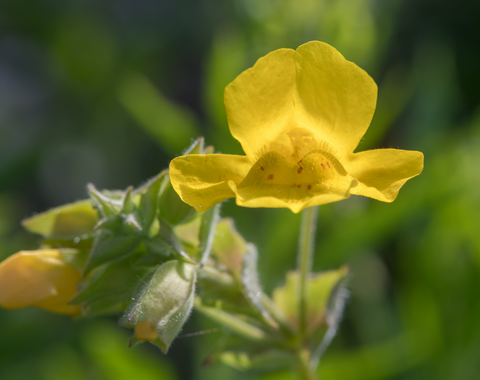 yellow monkeyflower Canva
