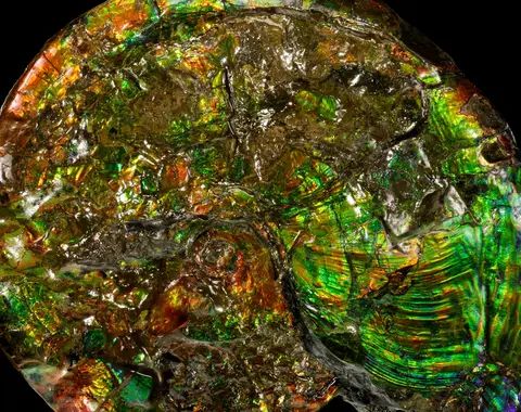 Iridescent opalized ammonite. Credit Dr. Robert Lavinsky