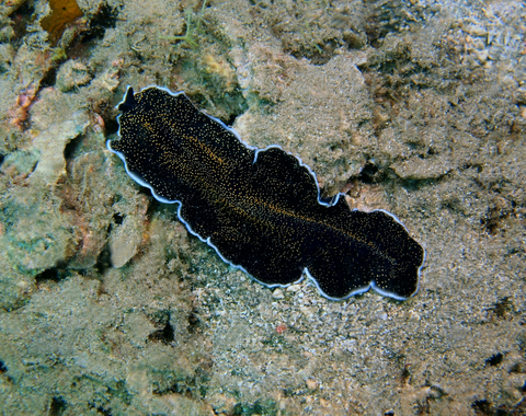 Flat worm canva