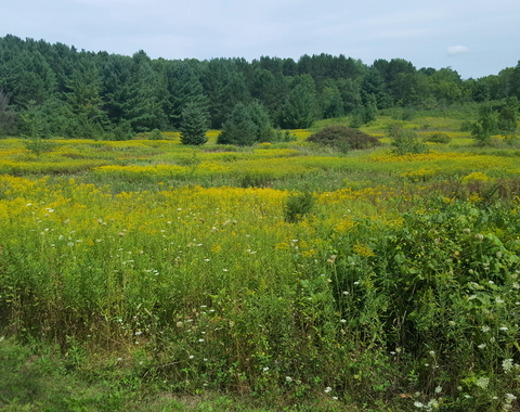 Grassland with forest on the horizon