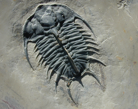This 500-million-year-old trilobite from Utah has an organic-rich carapace that preserves a record of the original biomolecules. Credit: Robert Hazen.