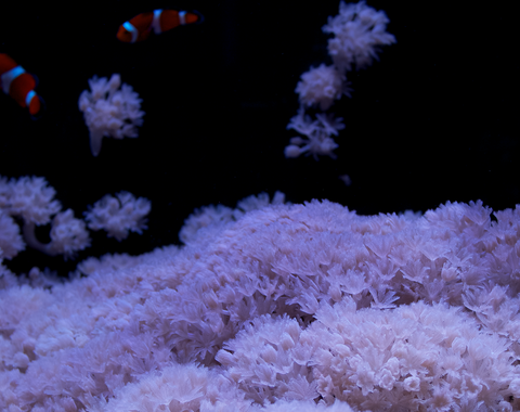 Pulsing xenia with clownfish