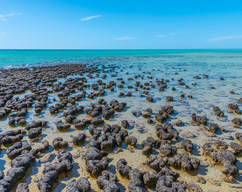 Stromatolites at Hamelin pool in Australia