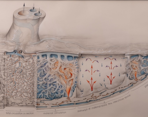 Ramsey Placenta Drawing by Crosby