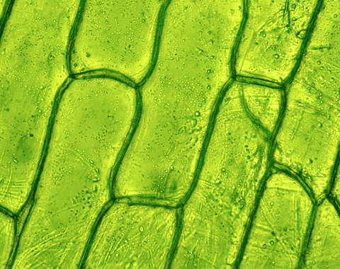 Plant Cells