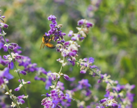 A bee lands on a purple flower
