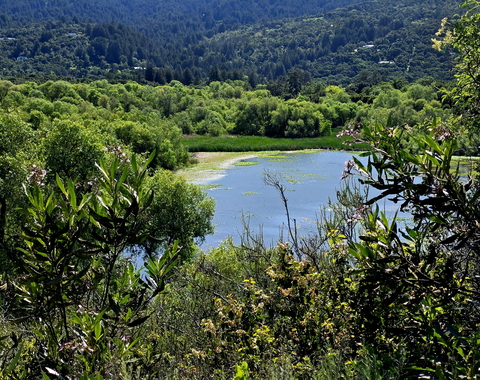 The reservoir at Jasper Ridge Biological Preserve sparkles in the sunlight